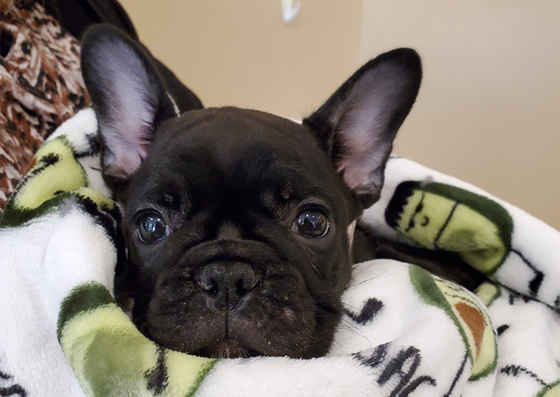 Carousel Slide 4: Dog veterinary care